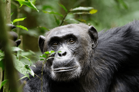 Description automatically generated