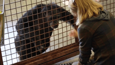 Image result for positive reinforcement training for chimpanzees